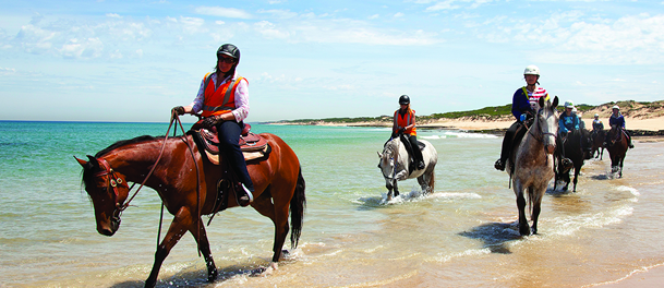 beach horse