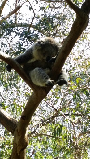 koala conservation centre
