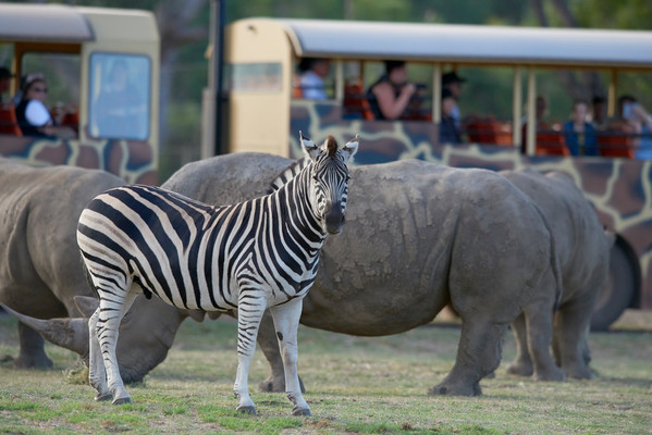 Sunset Safari Trial_Werribee Open Range Zoo4
