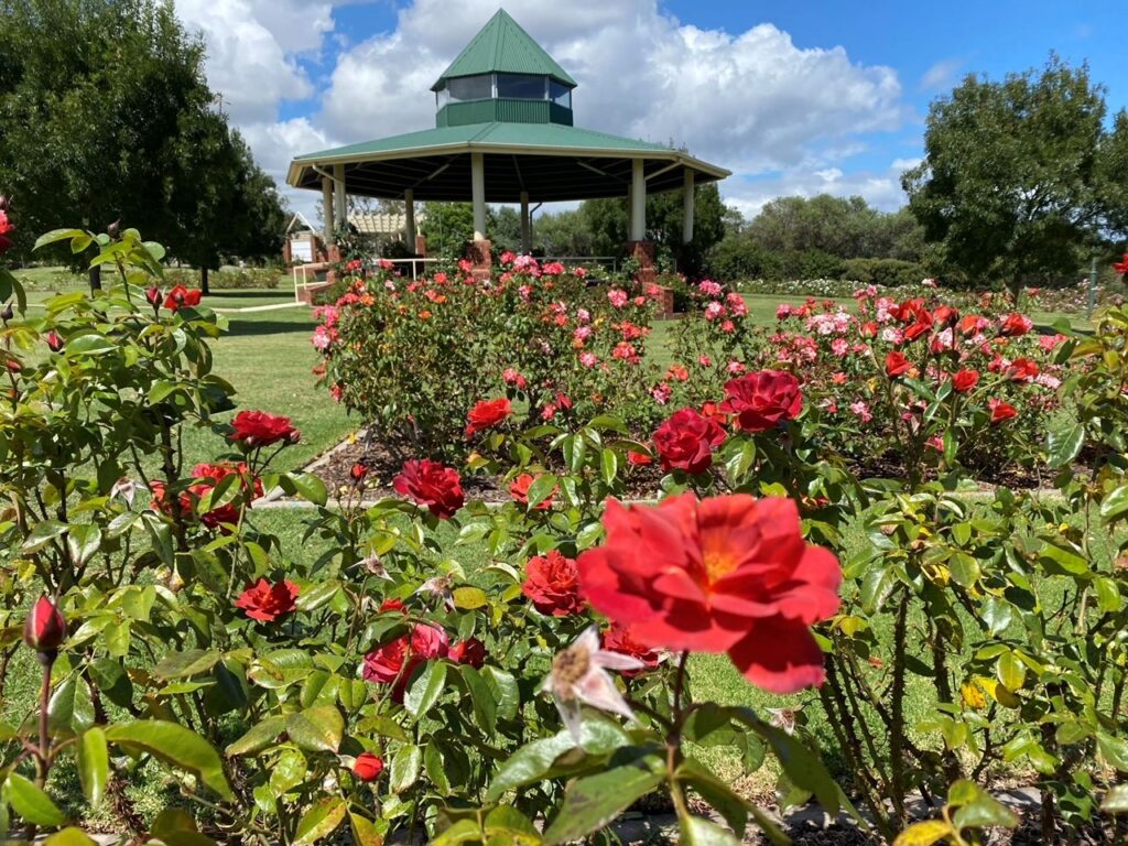 The Mornington Botanical Rose Gardens1